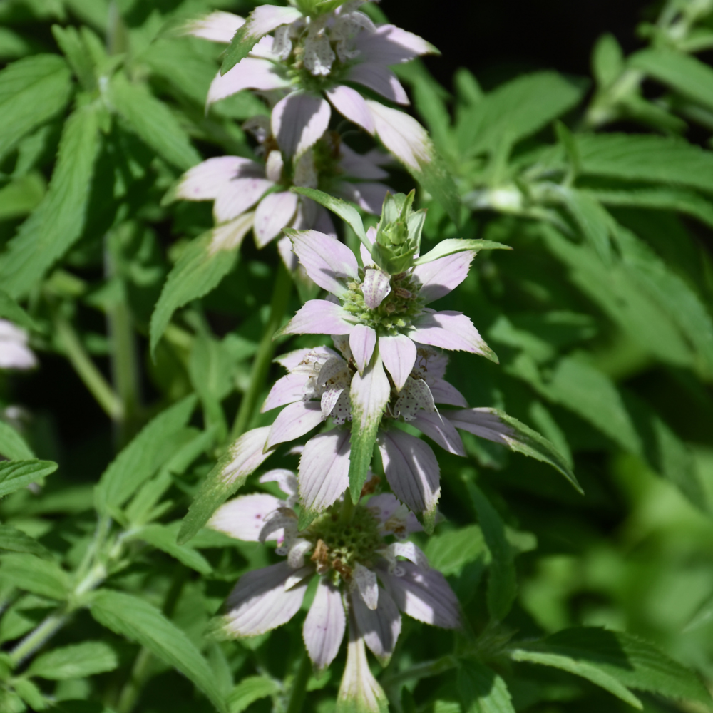 Spotted Beebalm