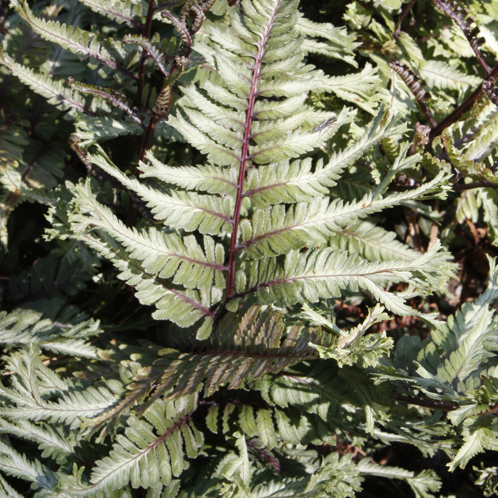 Crested Surf Japanese Painted Fern