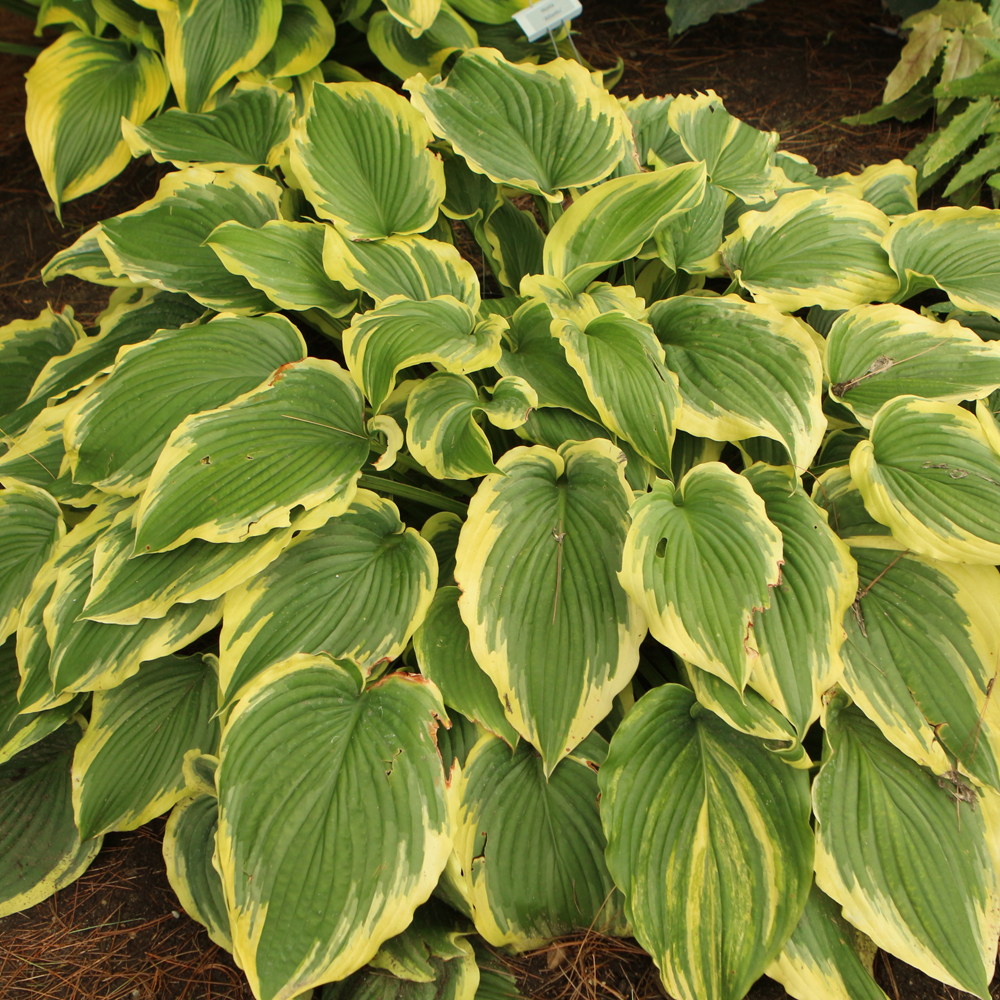 Drop Dead Gorgeous Hosta