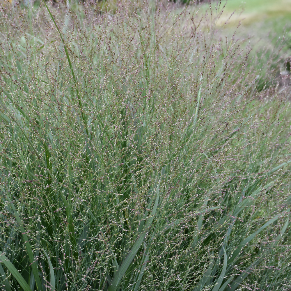 Weston Nurseries - Cape Breeze Switch Grass