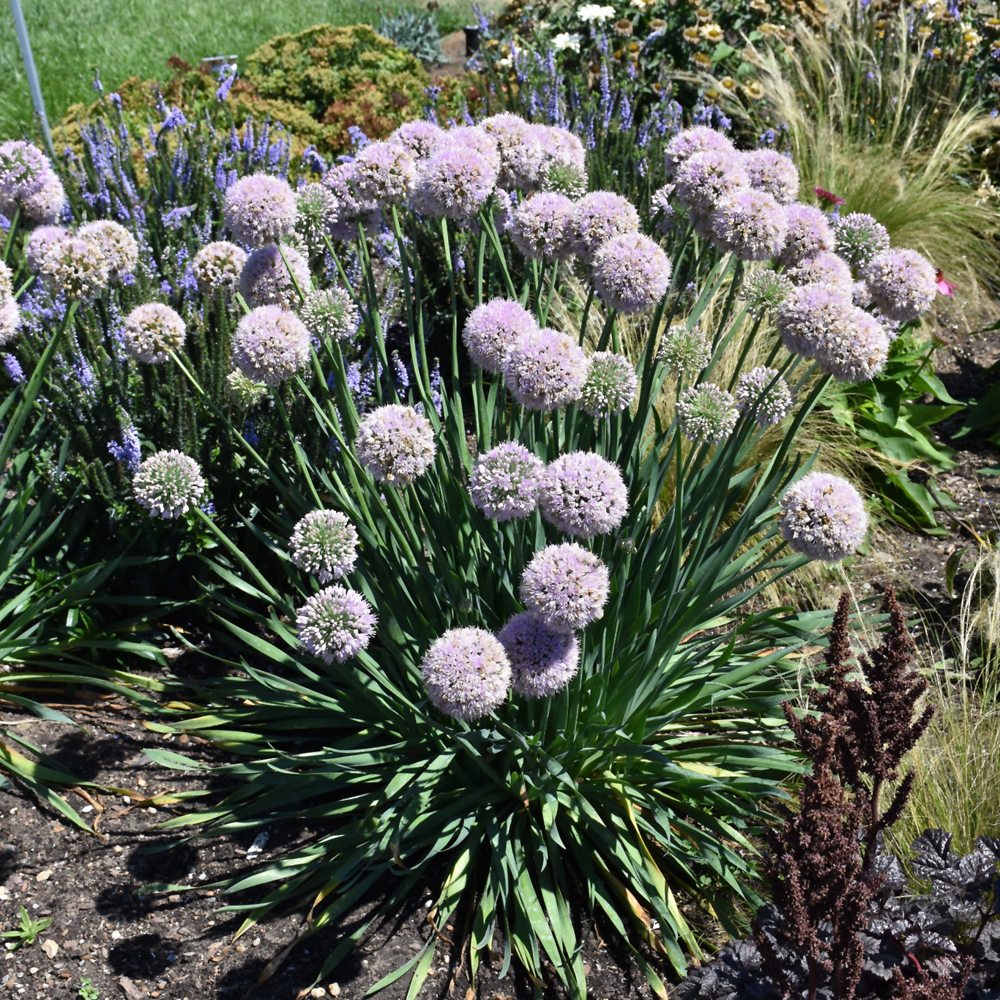 Weston Nurseries Bubble Bath Ornamental Onion