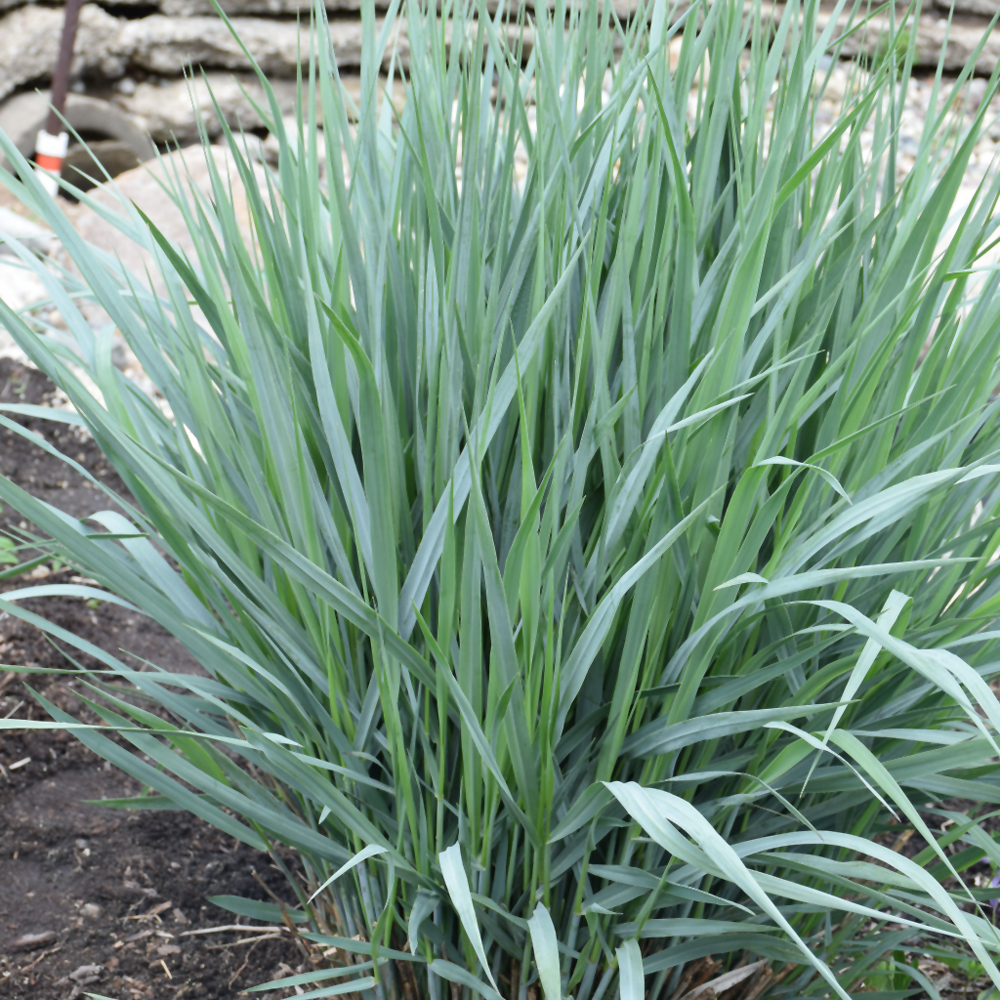 Weston Nurseries Blue Fountain Switch Grass