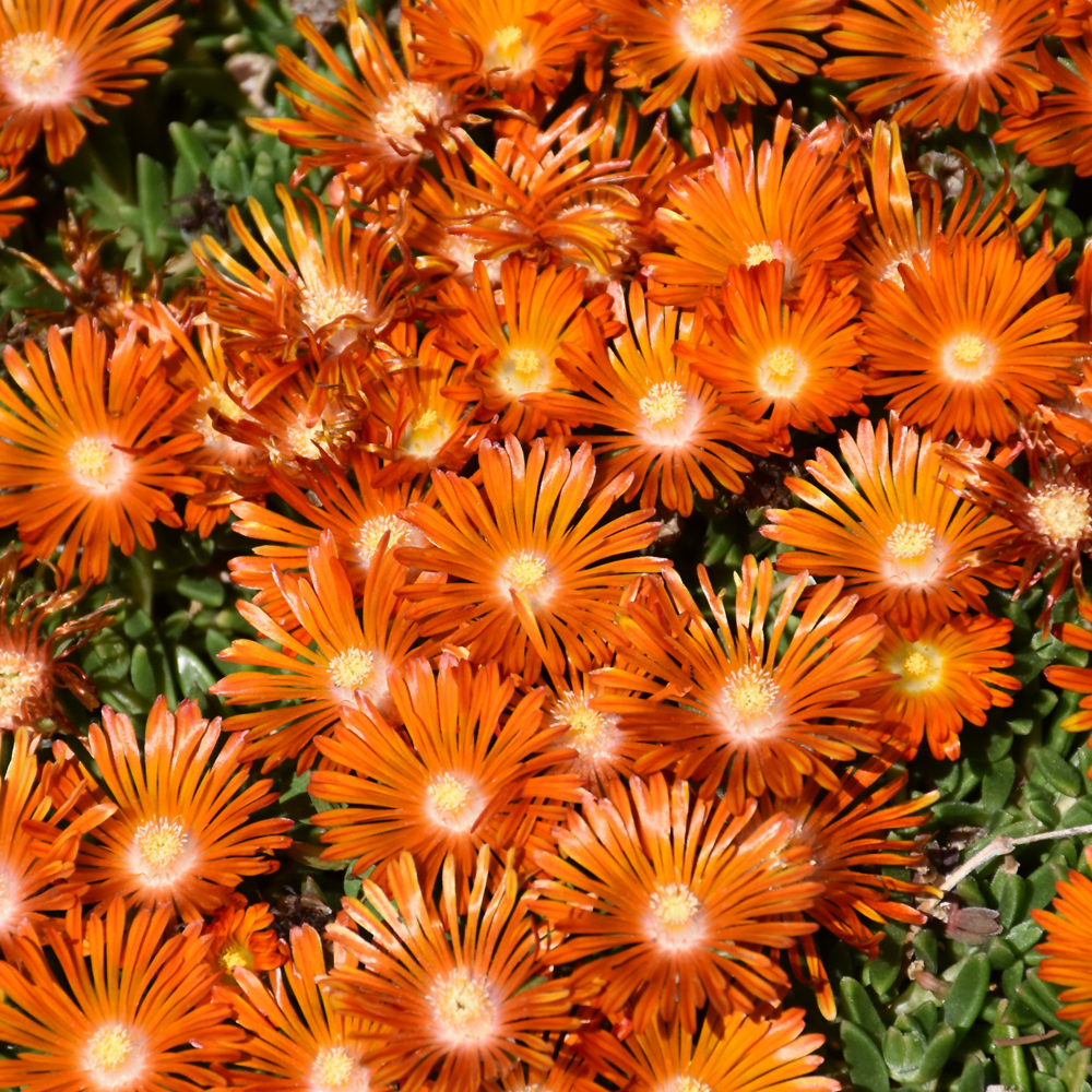 Ocean Sunset Orange Vibe Ice Plant