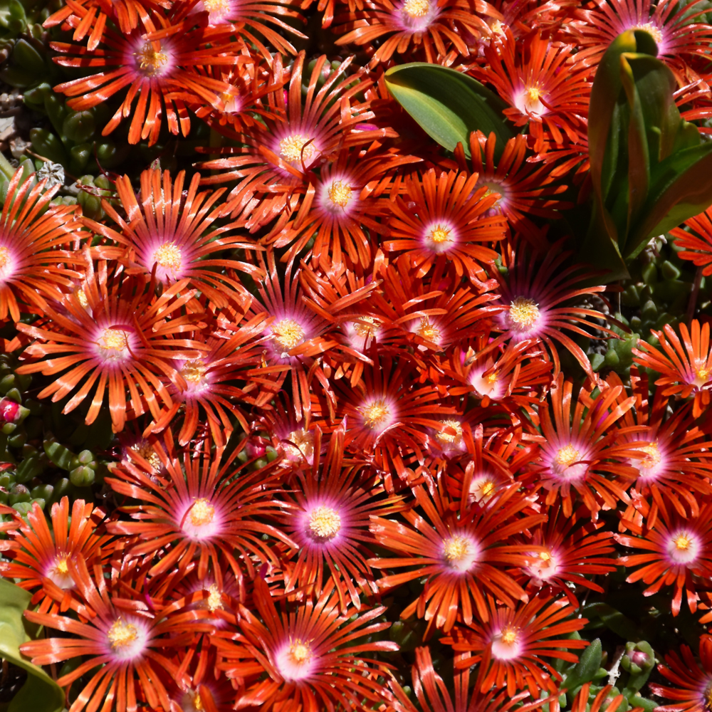 Red Mountain® Flame Ice Plant