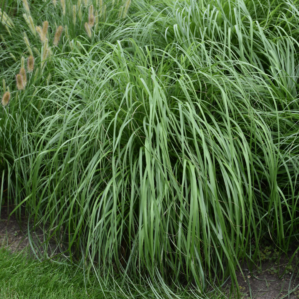 Weston Nurseries Jambalaya Fountain Grass