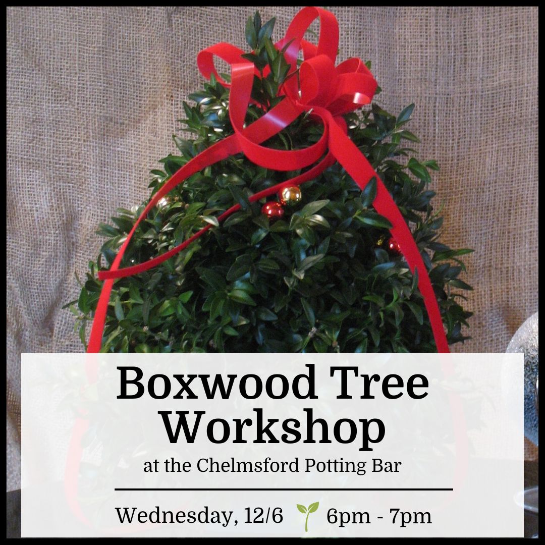 Boxwood Tree Workshop - Chelmsford