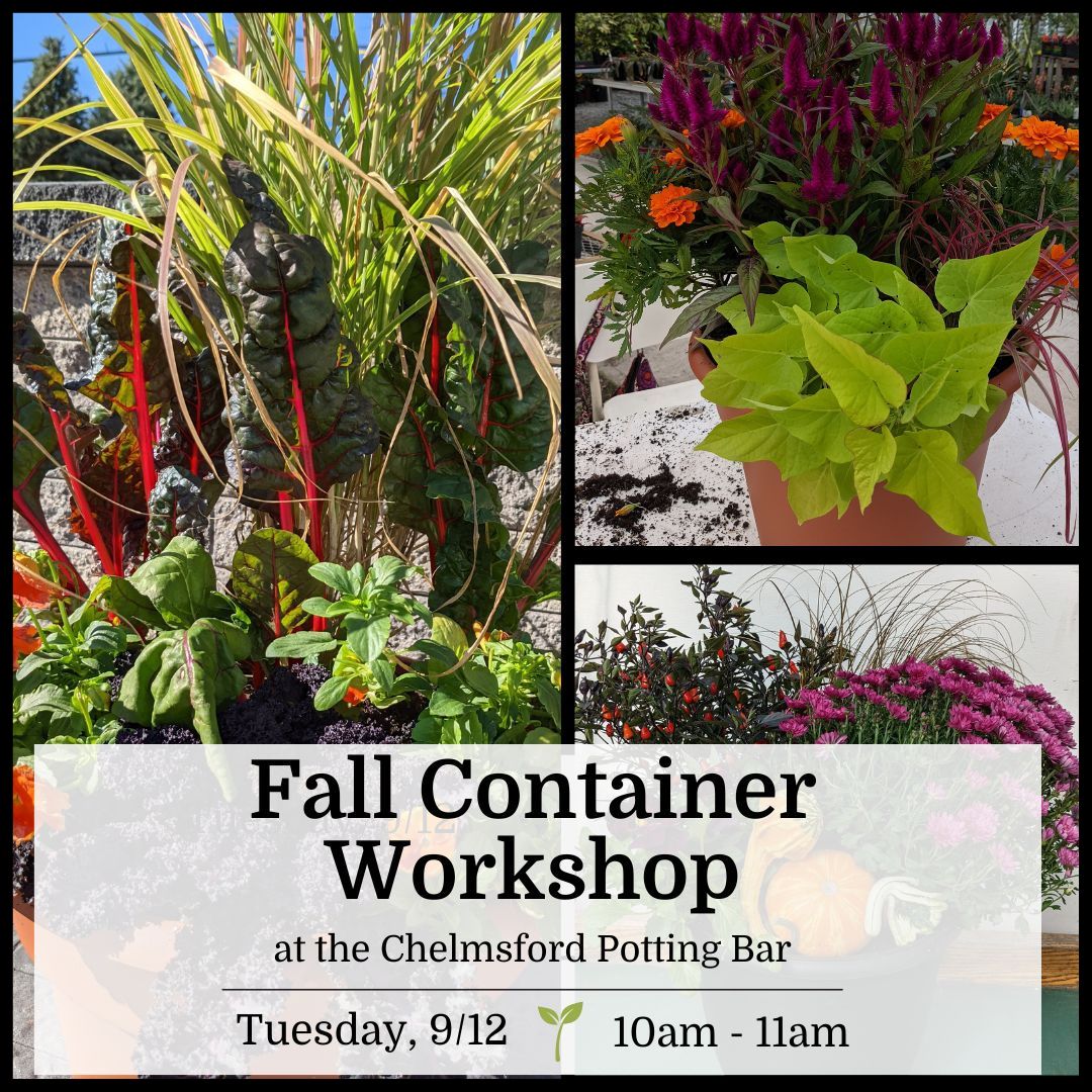 Fall Container Workshop - Chelmsford