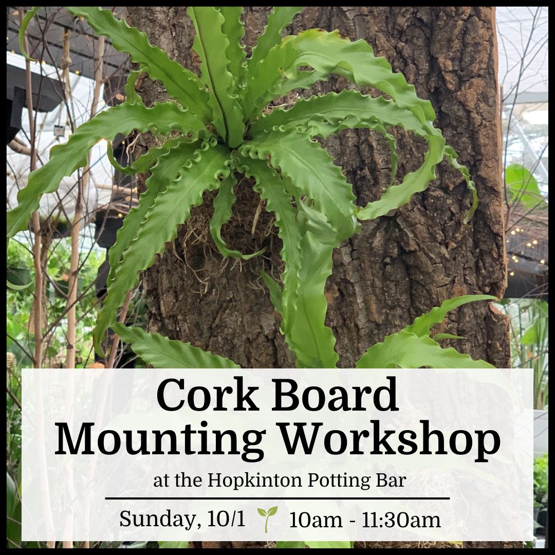 Cork Board Mounting Workshop - Hopkinton