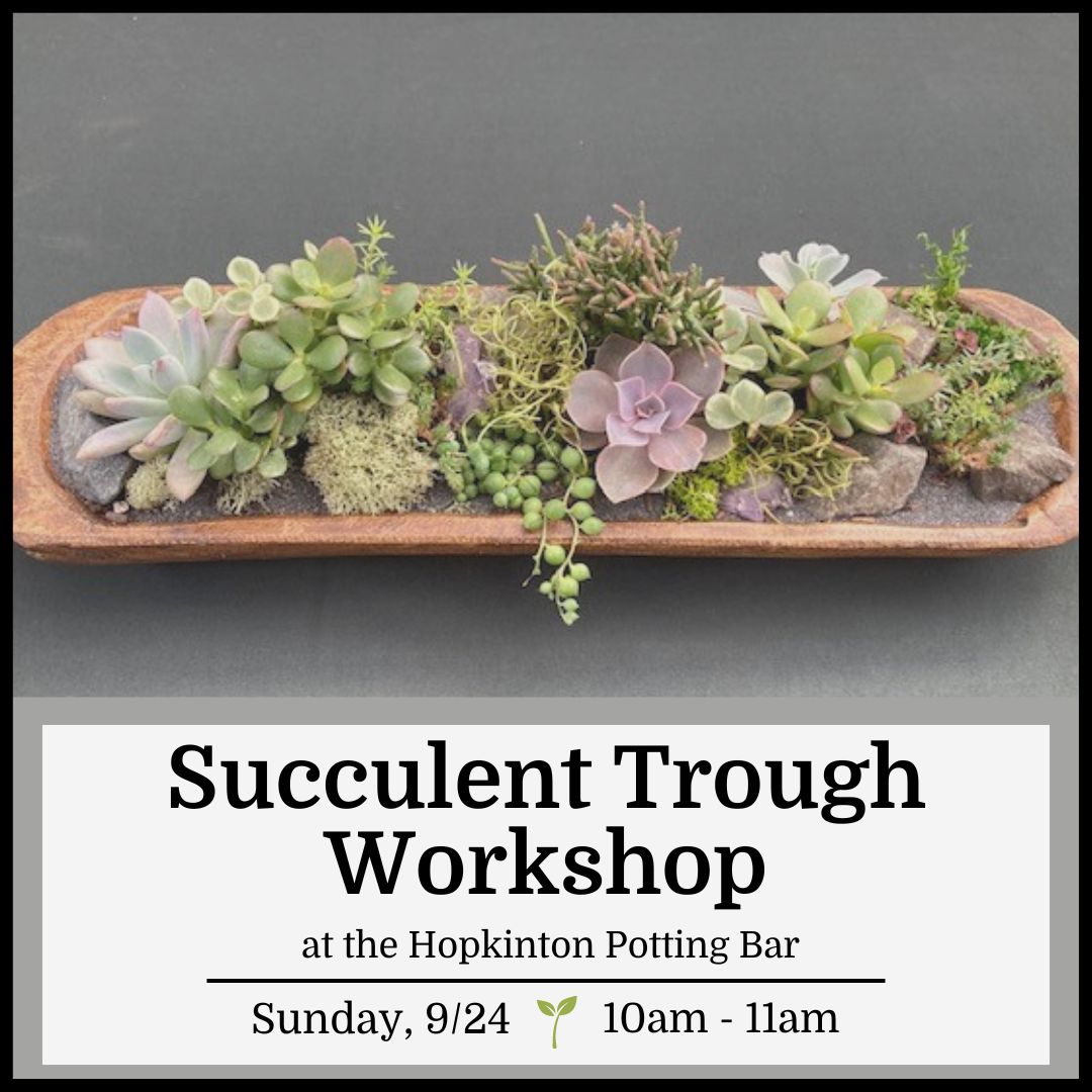 Succulent Trough Workshop - Hopkinton