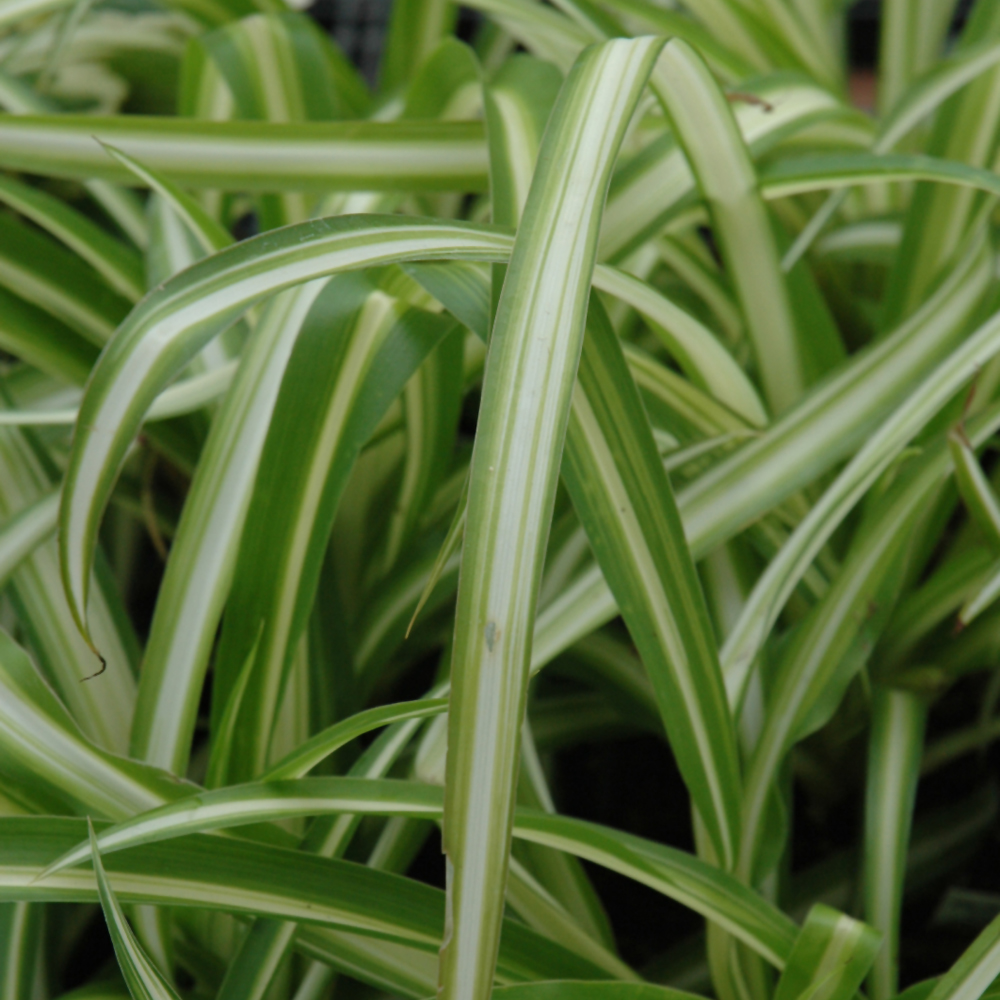 Spider Plant