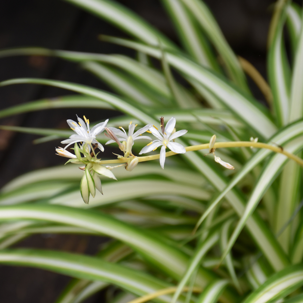 Spider Plant