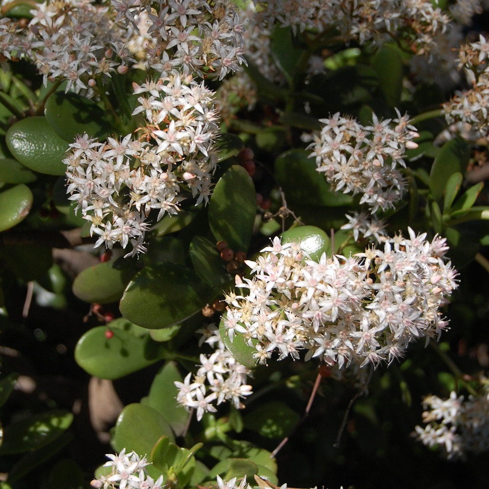 Jade Plant