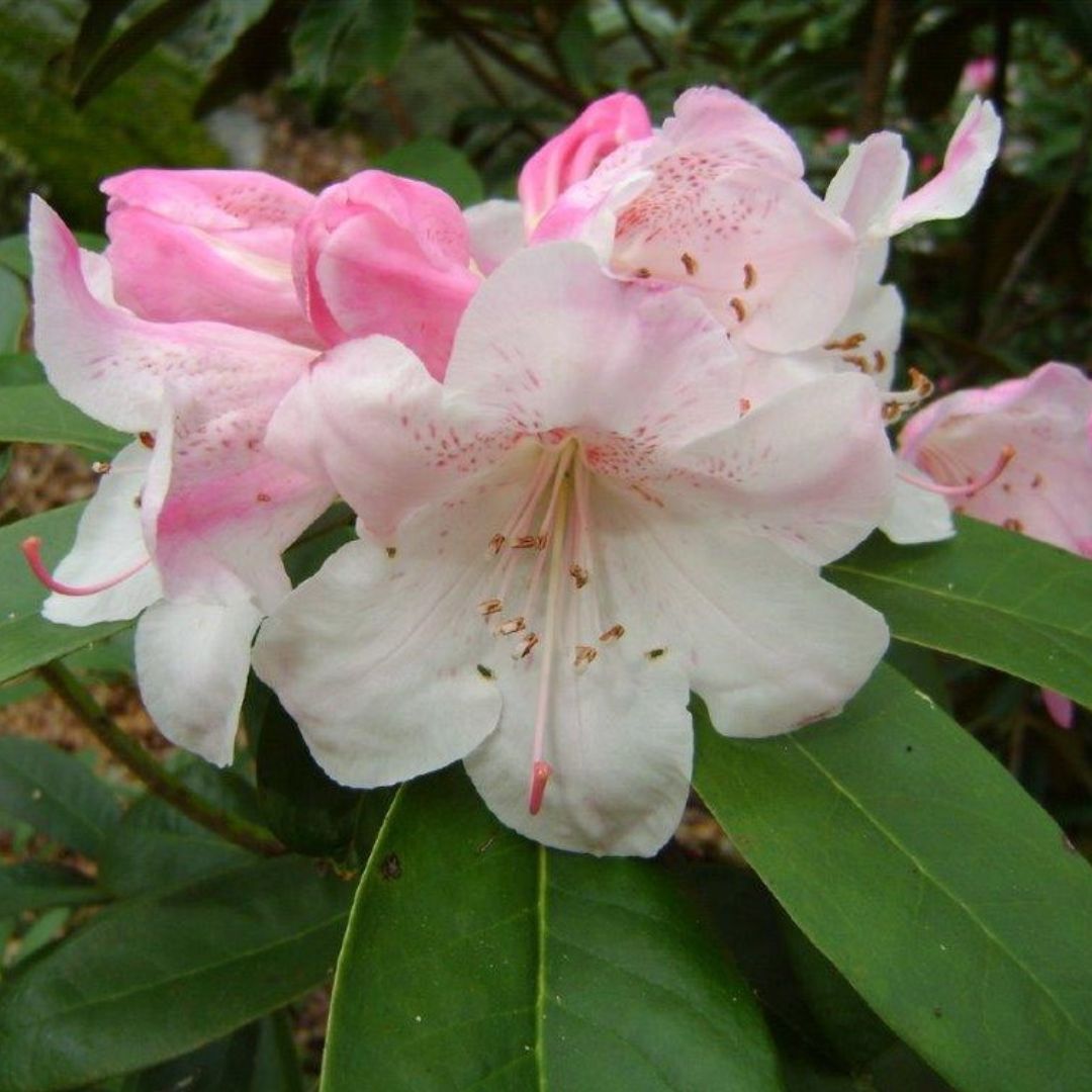 Joe Bruso Private Collection Rhododendrons