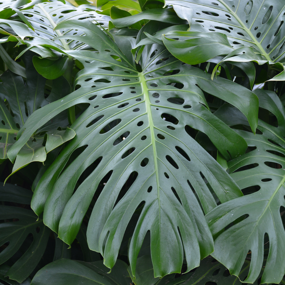 Monstera Swiss Cheese Plant