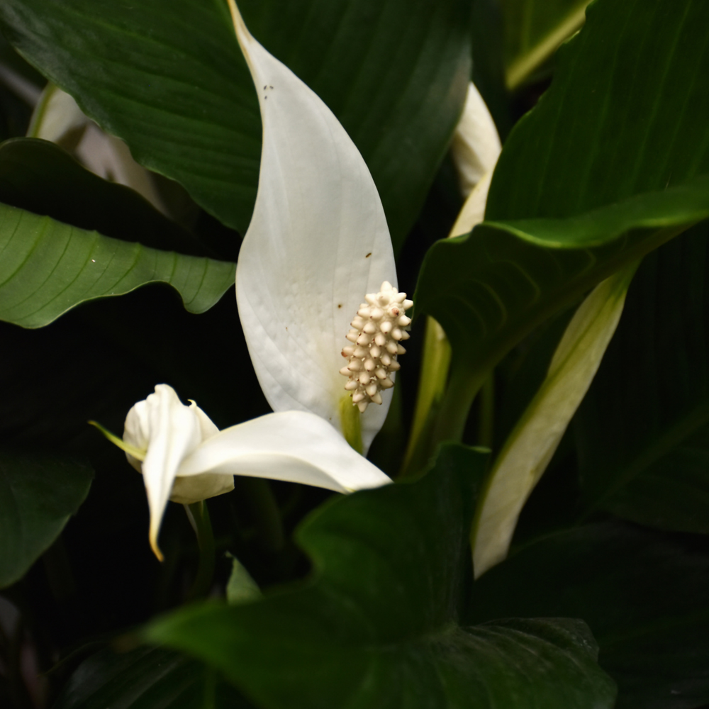 Peace Lily