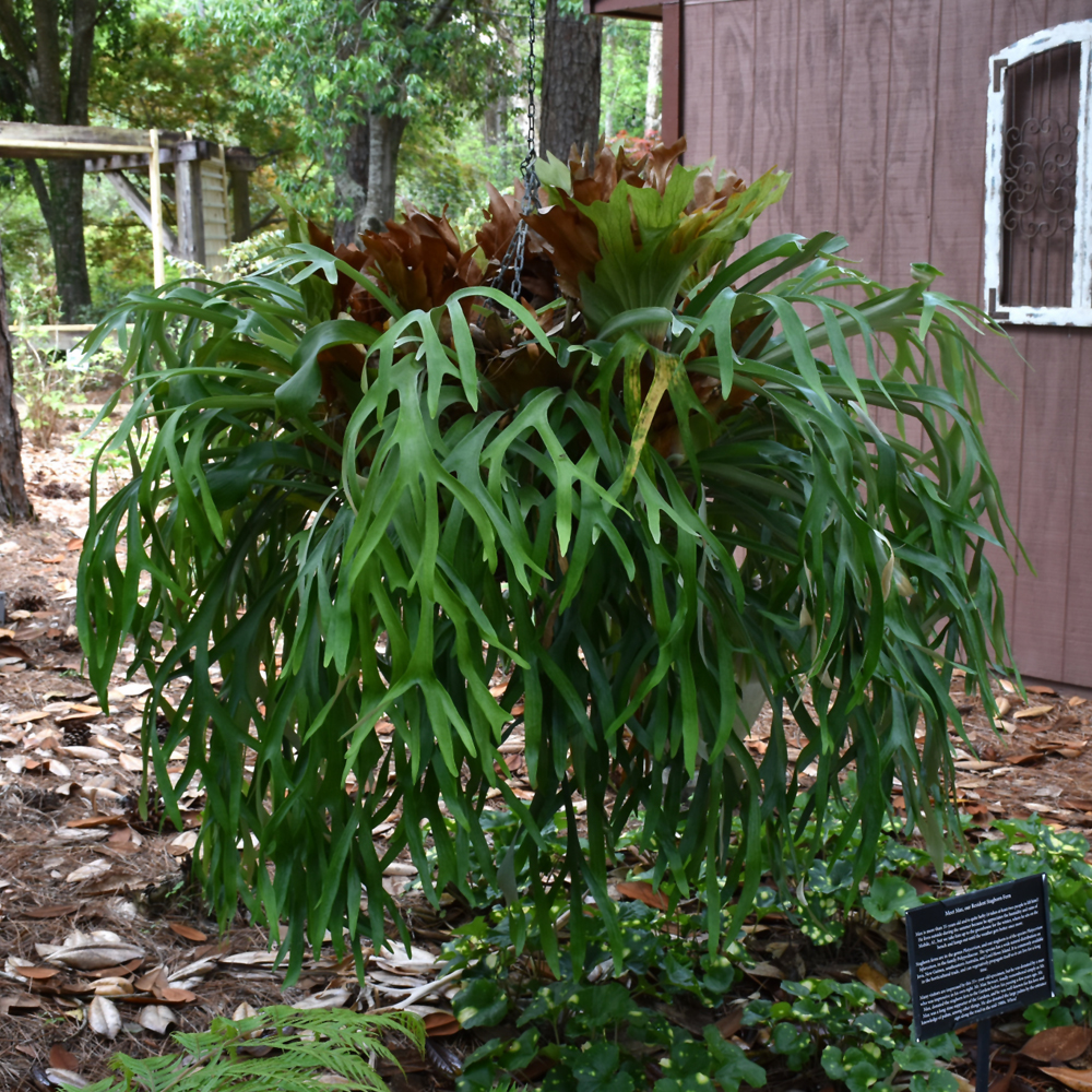 Staghorn Fern