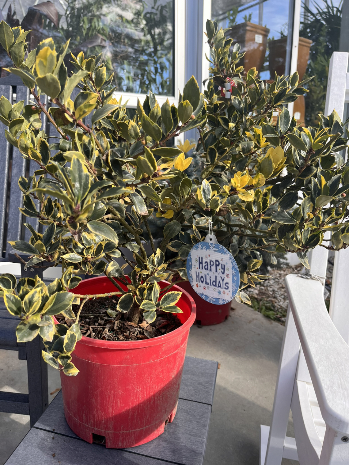 Weston Nurseries Honey Maid Holly