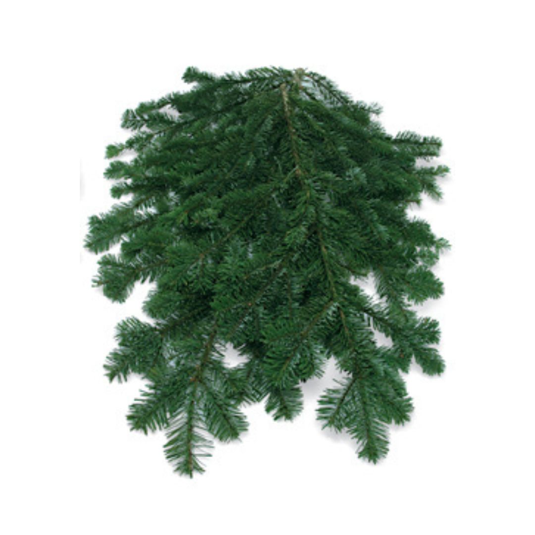 Silver Fir Bunch