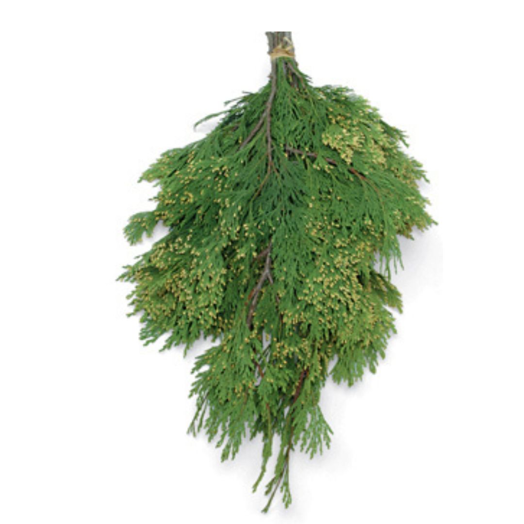 Incense Cedar Bunch