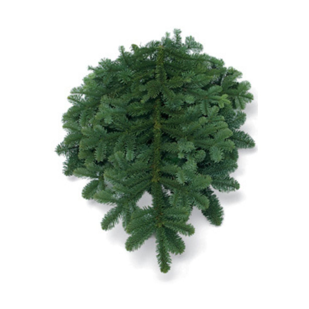 Noble Fir Bough Bunch