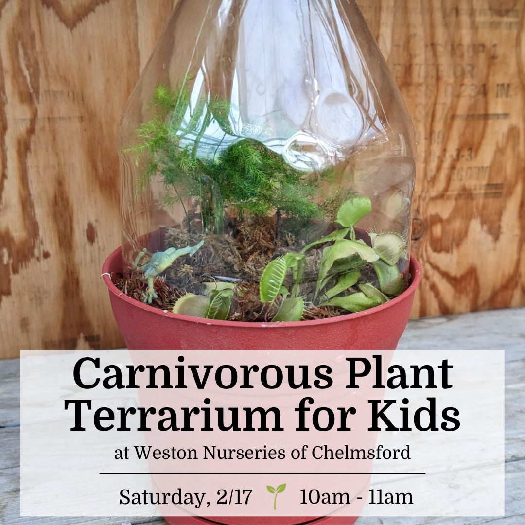 Carnivorous Plant Terrarium for Kids - Chelmsford