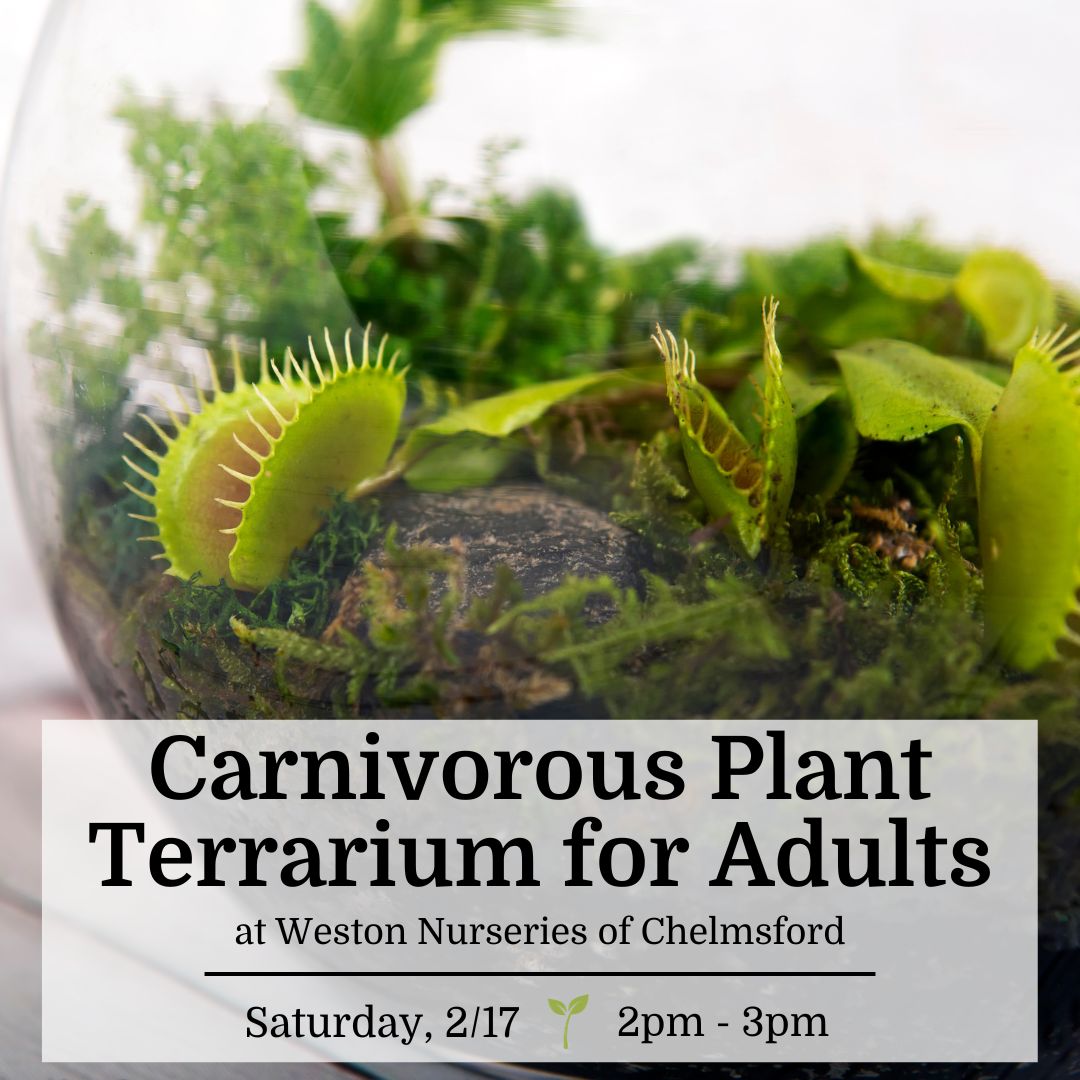 Carnivorous Plant Terrarium for Adults - Chelmsford