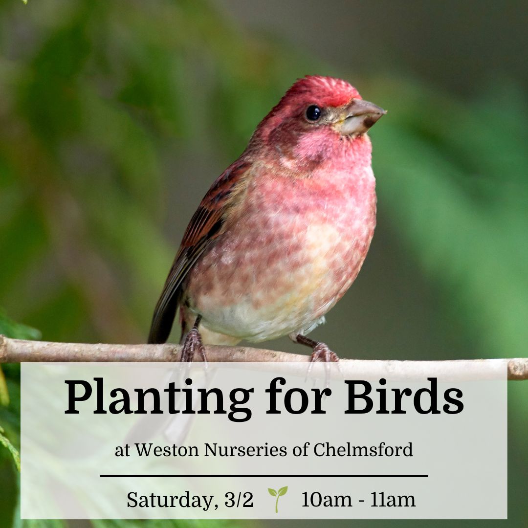 Planting for Birds - Chelmsford (free!)