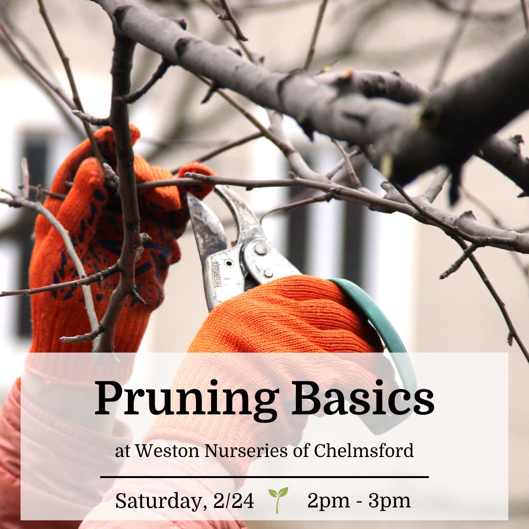 Pruning Basics - Chelmsford (free!)