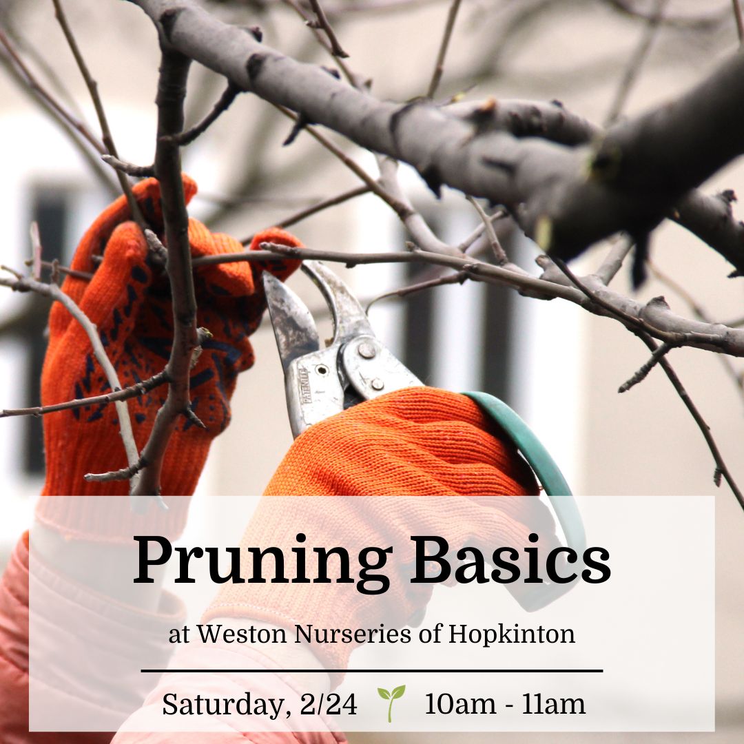 Pruning Basics - Hopkinton (free!)