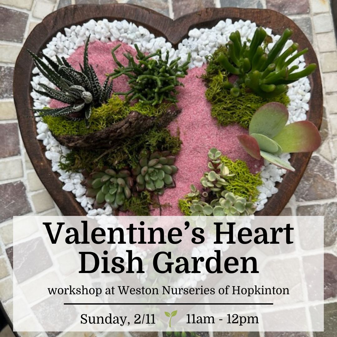 Valentine’s Day Succulent Heart Dish Garden - Hopkinton