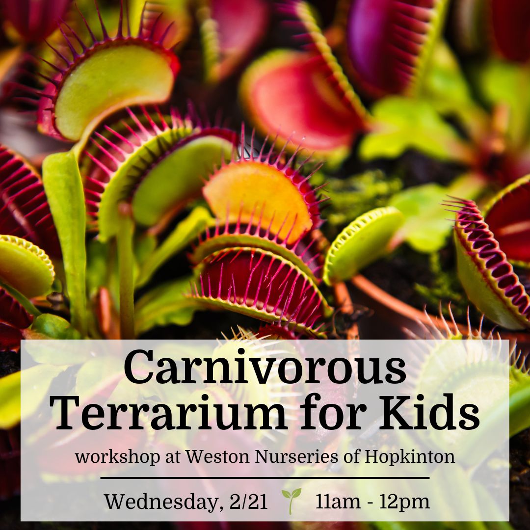 Carnivorous Terrarium for Kids - Hopkinton