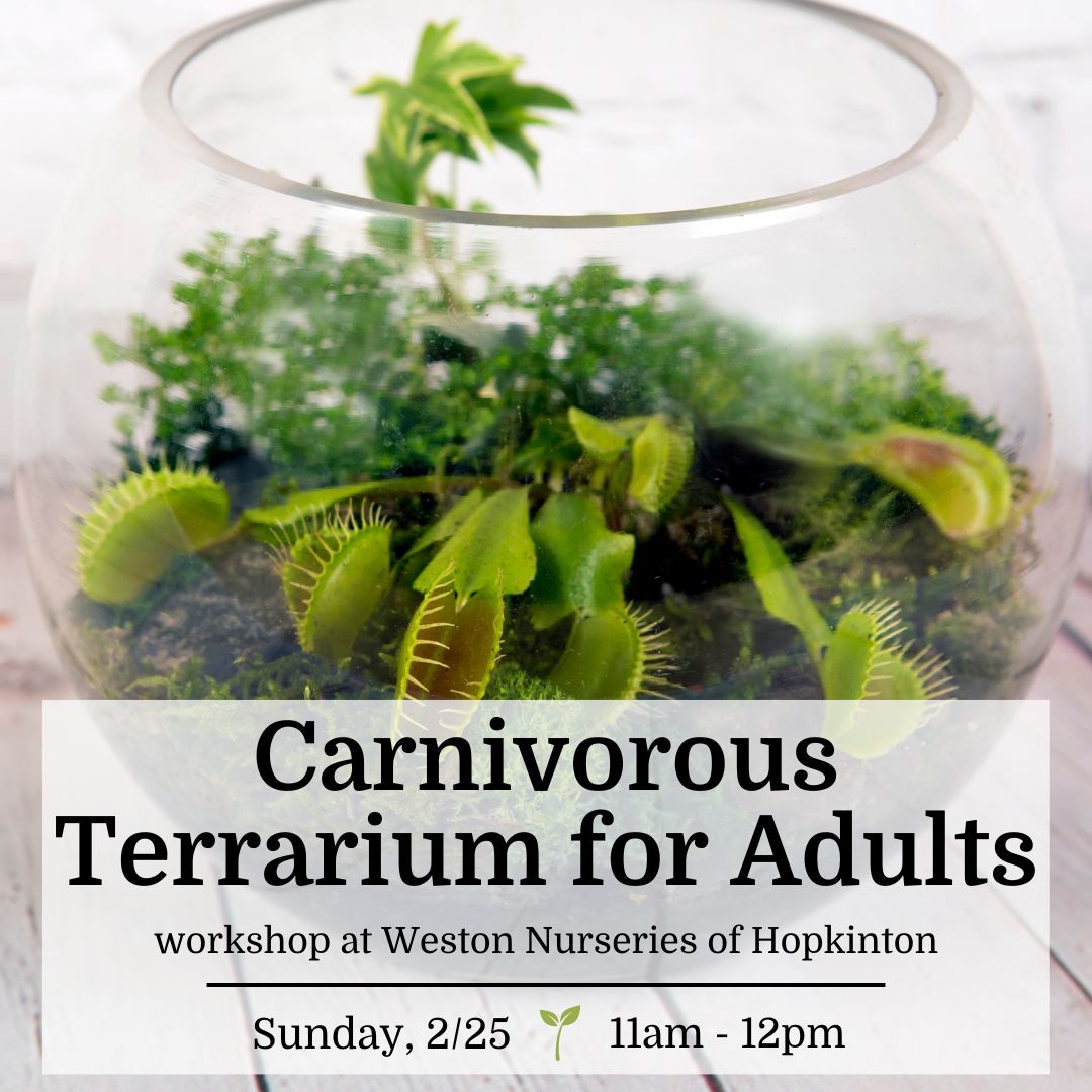 Carnivorous Terrarium for Adults - Hopkinton