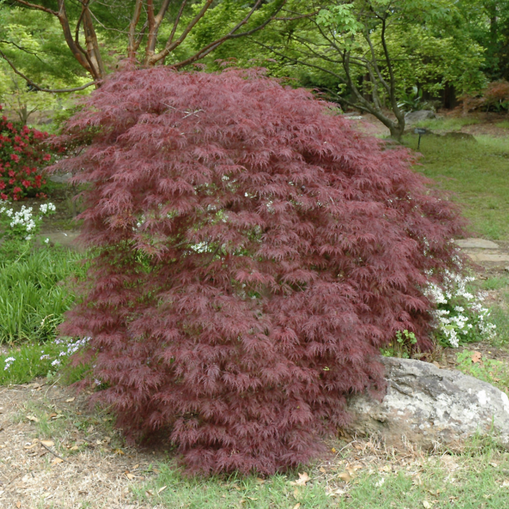 Weston Nurseries Red Filigree Lace Japanese Maple