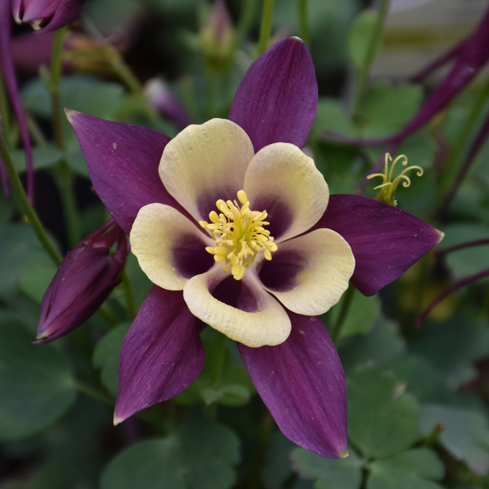 Earlybird Purple and Yellow Columbine