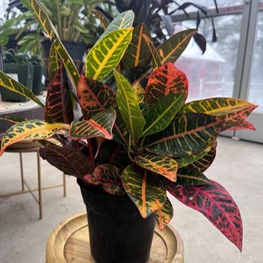 4" Croton