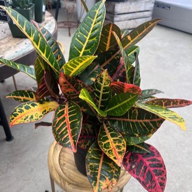 4\" Croton