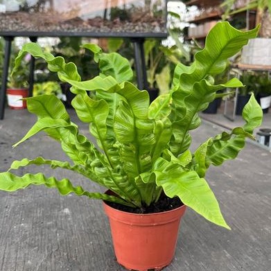 Crispy Wave Fern