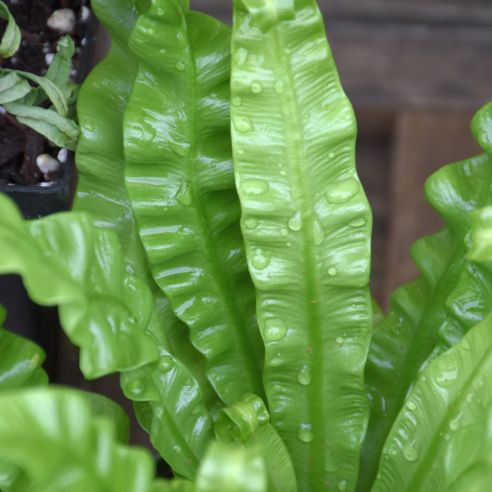 Crispy Wave Fern