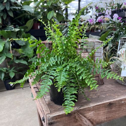 Boston Fern