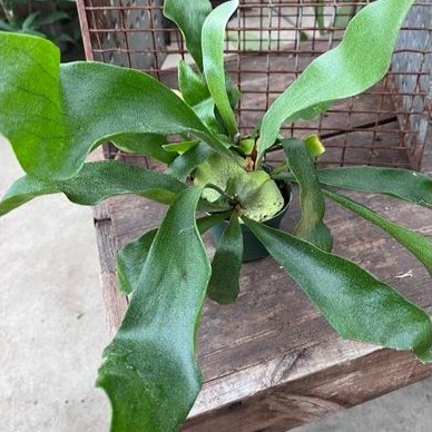 Staghorn Fern