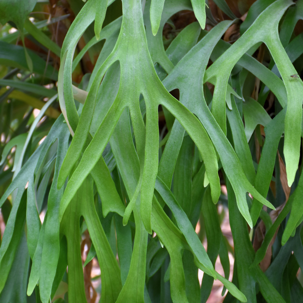 Staghorn Fern