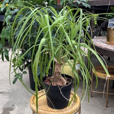 Ponytail Palm