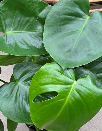 Monstera Swiss Cheese Plant