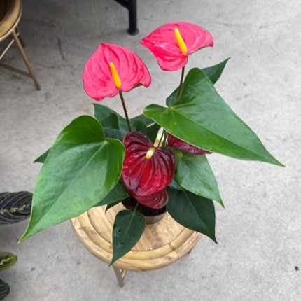 Red Anthurium