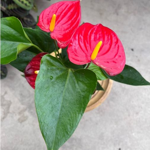 Red Anthurium