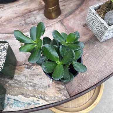 Jade Plant