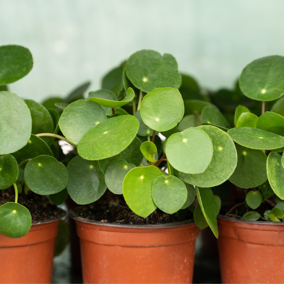 weston-nurseries-chinese-money-plant