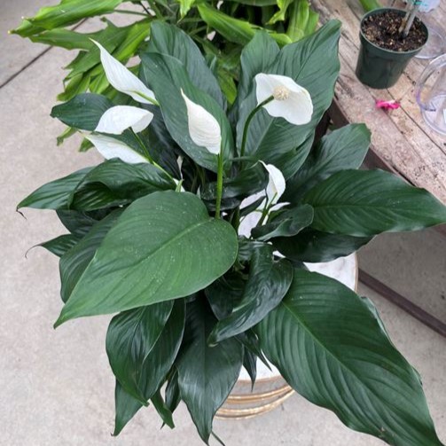 Peace Lily