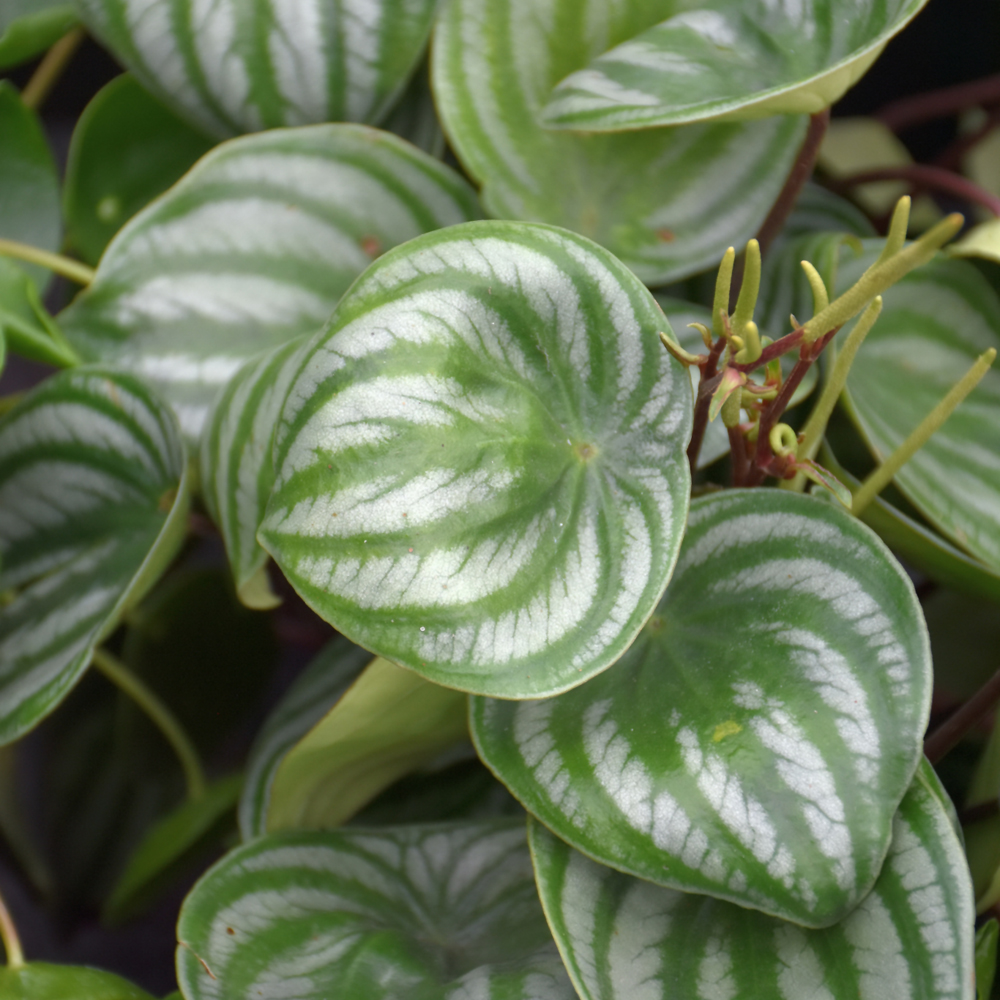 Watermelon Peperomia