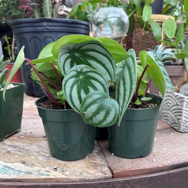 Watermelon Peperomia